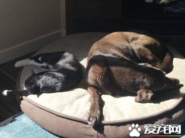 13年不合的猫狗突然破冰成友 其因超暖心