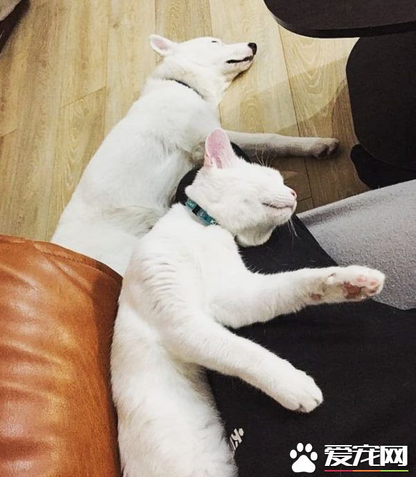 狗狗想找伴 遇见命中注定的好朋友