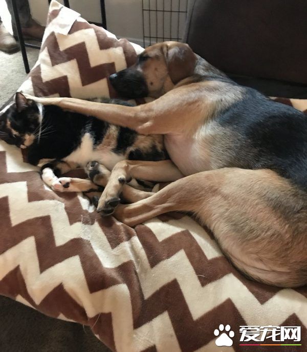 男子入收容所想收编狗狗 却意外变猫奴