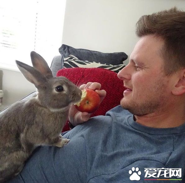 对动物无感外国男子 被温柔兔子暖化为粉丝