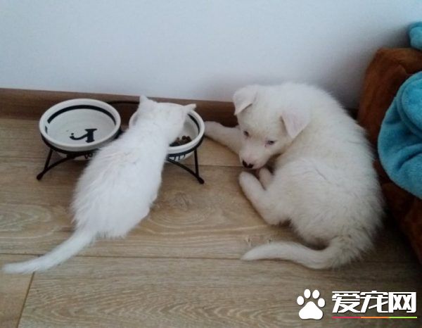 狗狗想找伴 遇见命中注定的好朋友