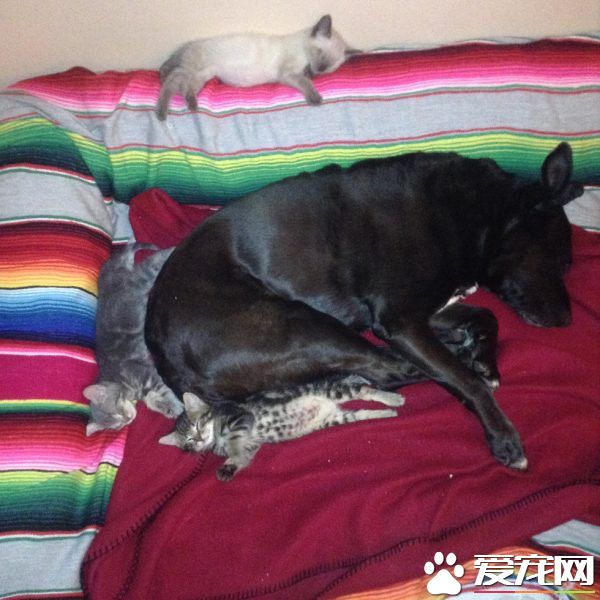 狗妈妈因为猫朋友 开启了爱猫生涯