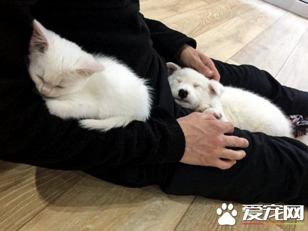 狗狗想找伴 遇见命中注定的好朋友