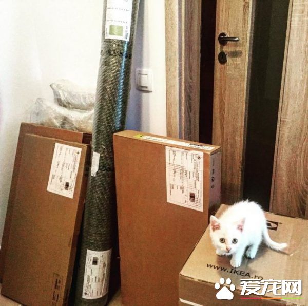 狗狗想找伴 遇见命中注定的好朋友