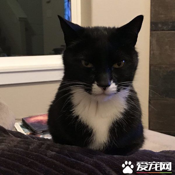 13年不合的猫狗突然破冰成友 其因超暖心