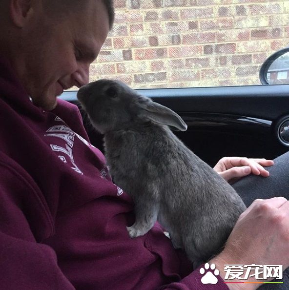 对动物无感外国男子 被温柔兔子暖化为粉丝