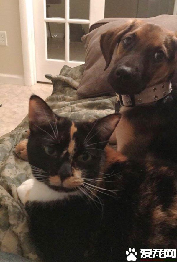 男子入收容所想收编狗狗 却意外变猫奴