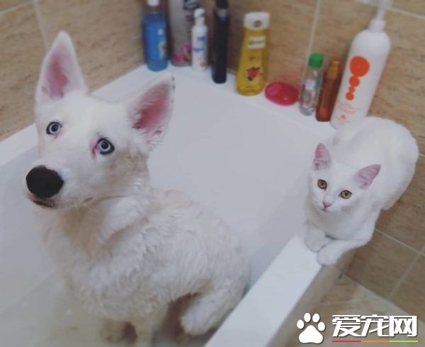 狗狗想找伴 遇见命中注定的好朋友