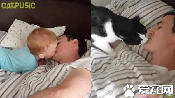 超贴心网红猫咪 每天吻醒猫奴把拔