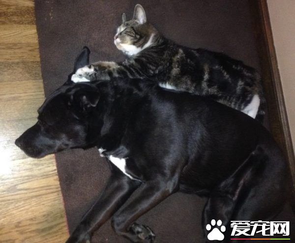 狗妈妈因为猫朋友 开启了爱猫生涯