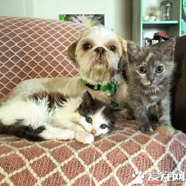 狗狗从汪星移民到喵星 变身超级奶爸