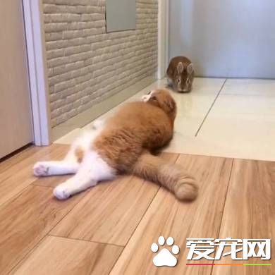 猫兔之友情 贴心猫咪温柔陪伴兔兔
