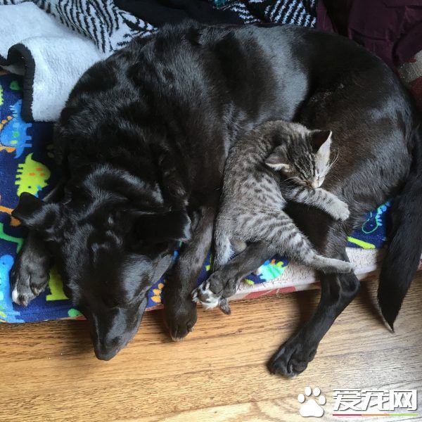 狗妈妈因为猫朋友 开启了爱猫生涯