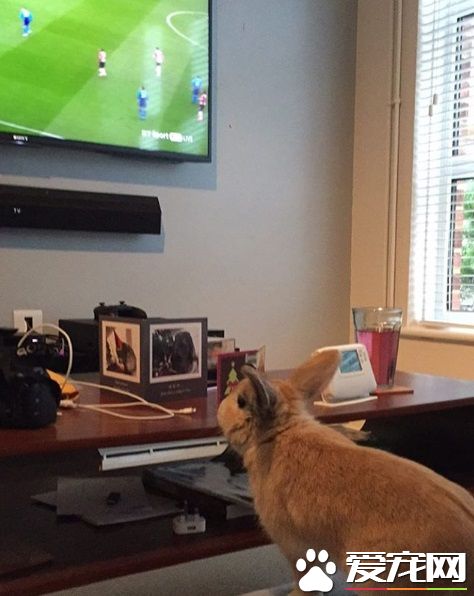 对动物无感外国男子 被温柔兔子暖化为粉丝