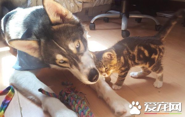 狗狗的分离焦虑症 被治愈力超强的喵星人治好