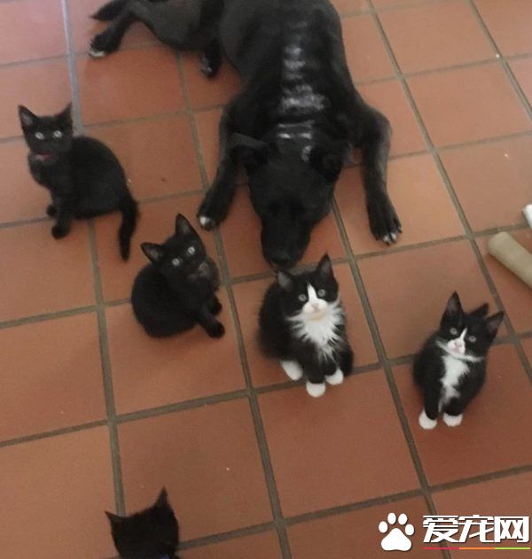 狗妈妈因为猫朋友 开启了爱猫生涯