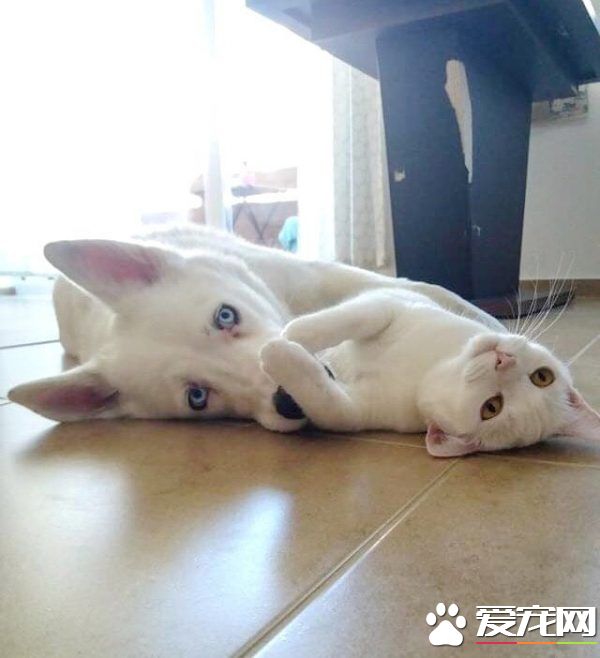 狗狗想找伴 遇见命中注定的好朋友