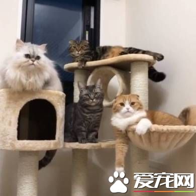 猫兔之友情 贴心猫咪温柔陪伴兔兔