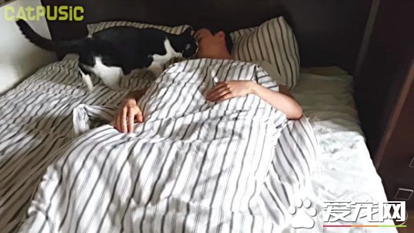 超贴心网红猫咪 每天吻醒猫奴把拔