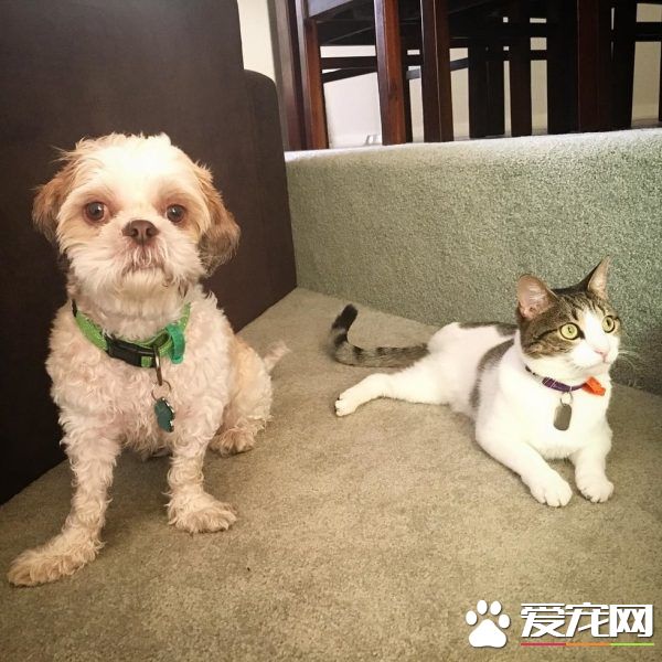 狗狗从汪星移民到喵星 变身超级奶爸