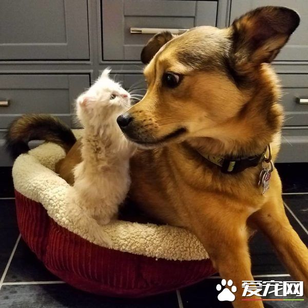 暖心治疗犬搭救落难喵 贴心照顾当代理把拔