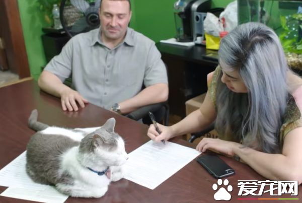 超专业的房仲猫咪 不仅接待客人还会陪签约