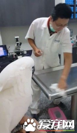 小霸王鹦鹉医院检查秒变样 超级乖还会撒娇