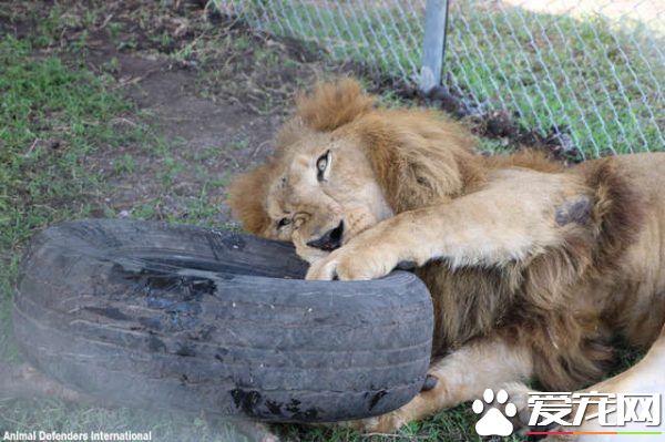 马戏团狮子被不人道对待 获救后开心渐露自然天性