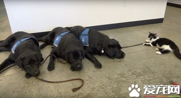 超霸气的助理猫咪 给狗狗上课成为狗狗班长