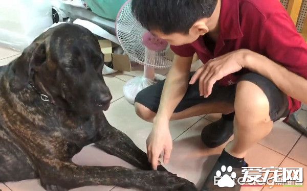 狗狗偷吃被训话 一脸超无辜硬挤泪珠