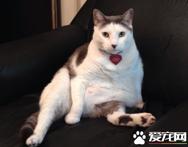 超专业的房仲猫咪 不仅接待客人还会陪签约