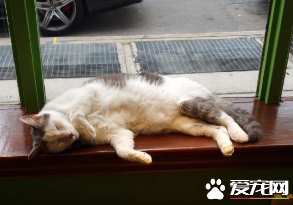 超专业的房仲猫咪 不仅接待客人还会陪签约