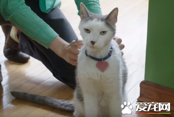 超专业的房仲猫咪 不仅接待客人还会陪签约