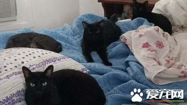 多宠家庭是怎样的光景？一起看看他们的热闹生活