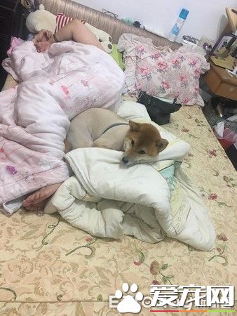 超可爱狗狗 被阿嬷溺宠舍身陪睡地板