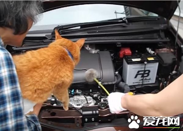 小猫误入汽车引擎取暖 幸得橘猫呼唤有惊无险