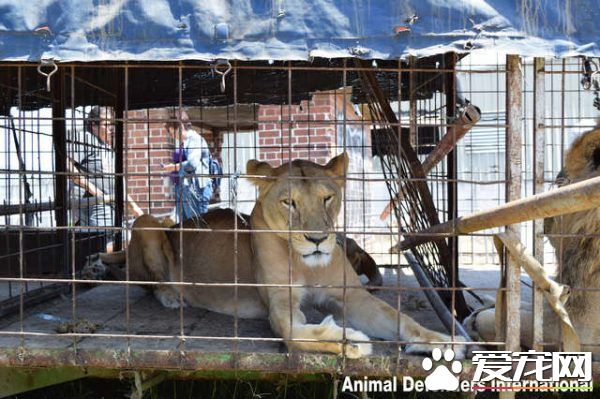 马戏团狮子被不人道对待 获救后开心渐露自然天性