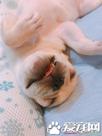 超可爱小法斗碰床瞬间晕倒 充电1秒起来继续嗨