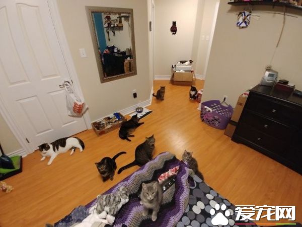 多宠家庭是怎样的光景？一起看看他们的热闹生活