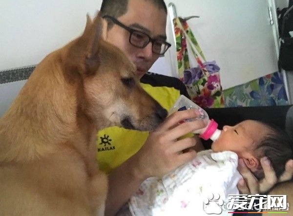 超温馨！怀孕养宠没问题 狗姐姐暖心爱宝宝