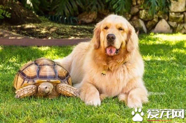 受欺负的小乌龟被收编后 遇见一辈子的友谊