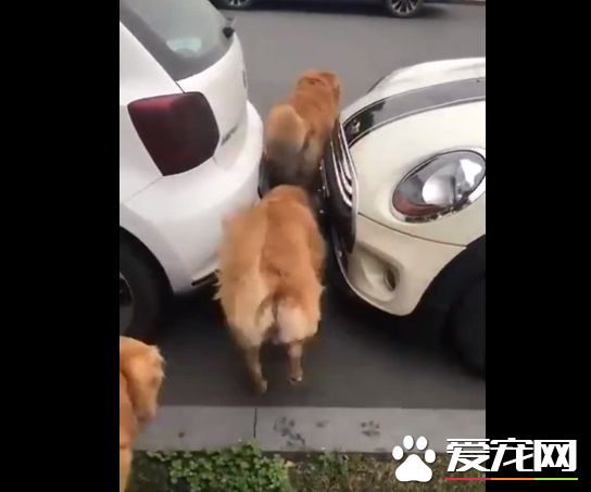 胖胖毛小孩超可爱   可爱的同时不能忘记健康隐患