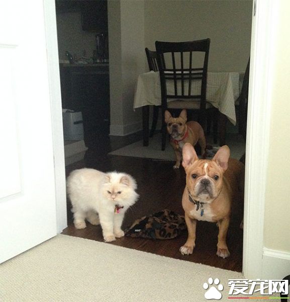 多宠家庭是怎样的光景？一起看看他们的热闹生活