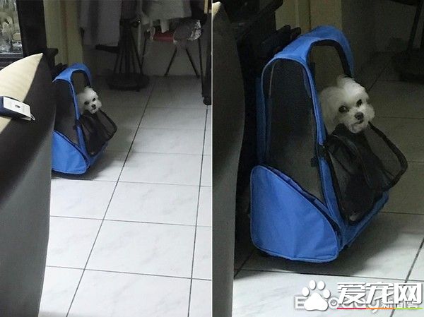 戏精狗狗戏看太多 自学会剑砍装死桥段