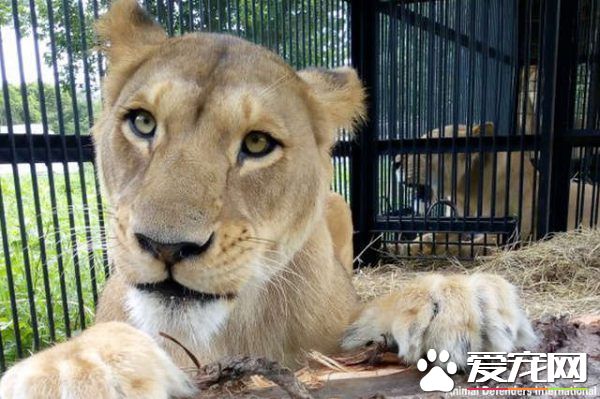 马戏团狮子被不人道对待 获救后开心渐露自然天性