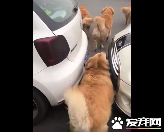 胖胖毛小孩超可爱   可爱的同时不能忘记健康隐患