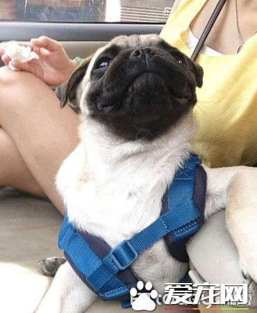 爱撒娇爱耍帅的公犬闪电 看见美女狂讨亲亲