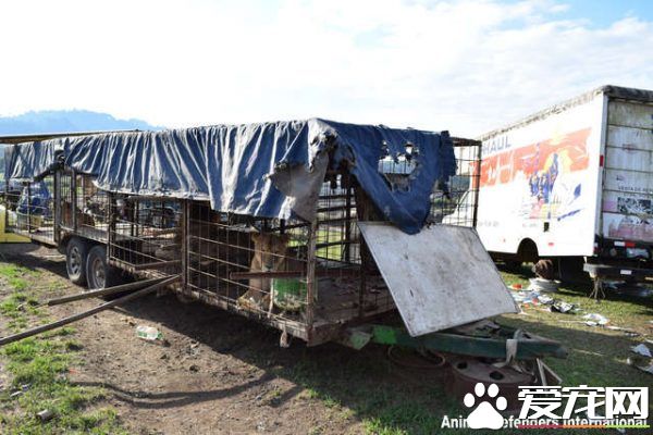 马戏团狮子被不人道对待 获救后开心渐露自然天性