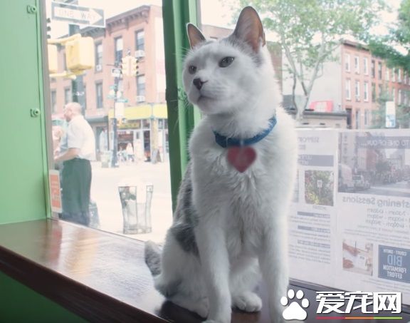 超专业的房仲猫咪 不仅接待客人还会陪签约