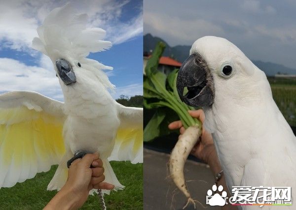 小霸王鹦鹉医院检查秒变样 超级乖还会撒娇